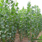 供应红叶杨，速生杨，毛白杨